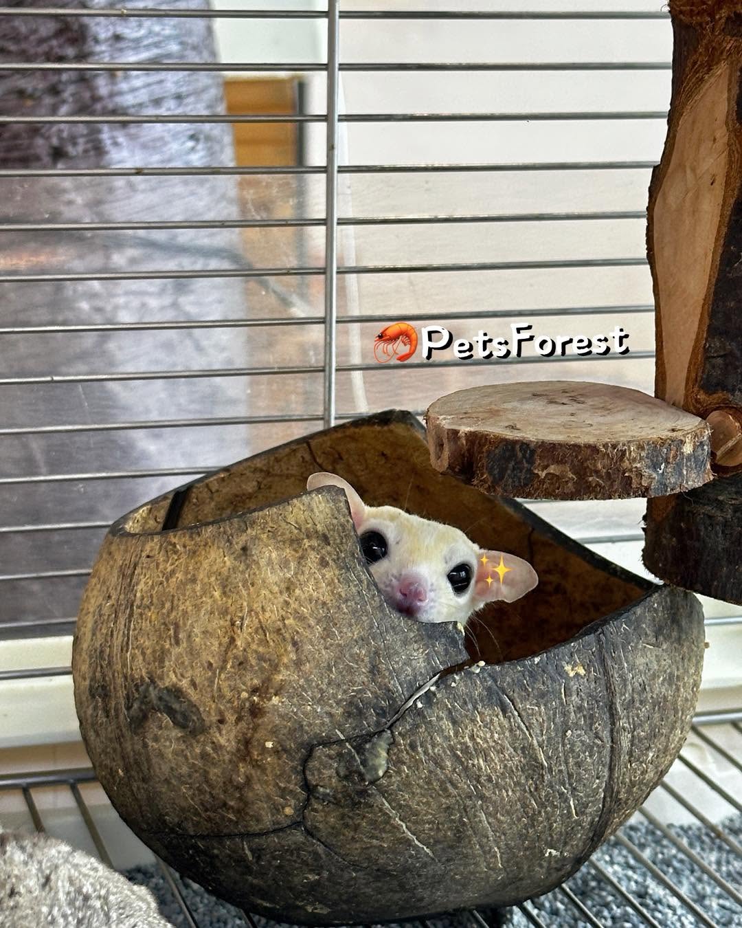 Pets Forest Sdn Bhd 11